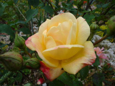 DSC07422.JPG