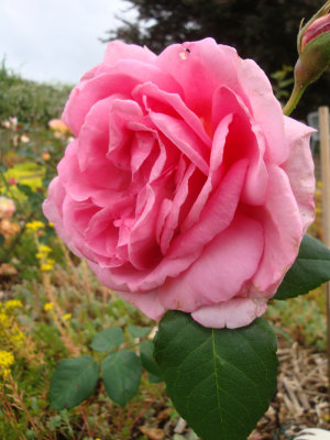 DSC07423.JPG