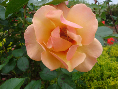 DSC07427.JPG