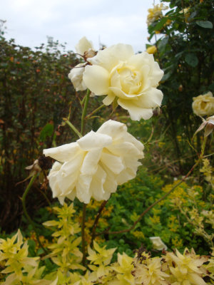 DSC07428.JPG