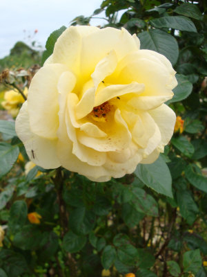 DSC07429.JPG