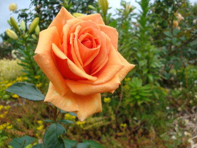 DSC07430.JPG