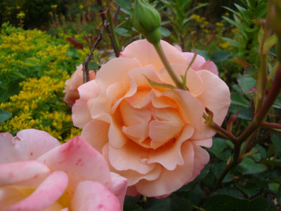 DSC07433.JPG