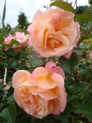DSC07434.JPG