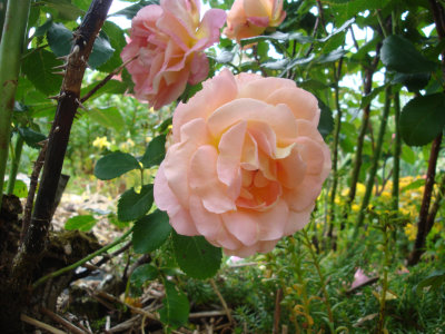 DSC07435.JPG