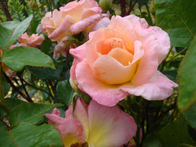 DSC07436.JPG