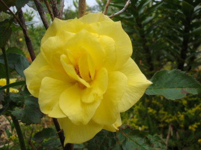 DSC07441.JPG