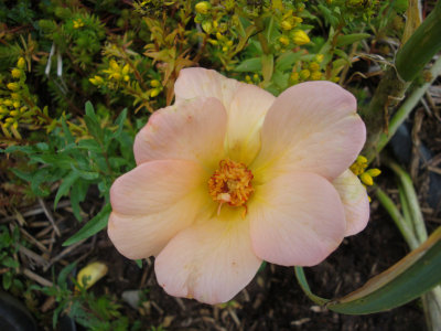DSC07443.JPG