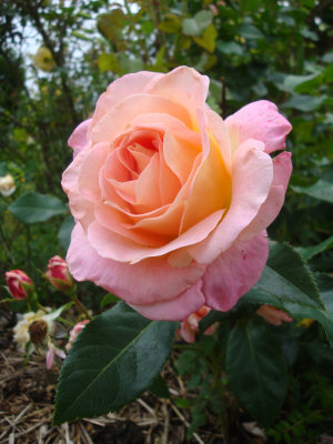 DSC07445.JPG