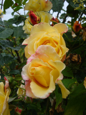 DSC07448.JPG