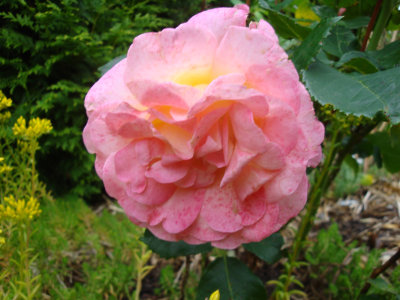 DSC07454.JPG