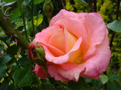 DSC07455.JPG