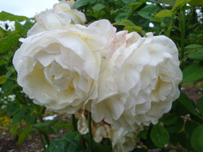 DSC07456.JPG