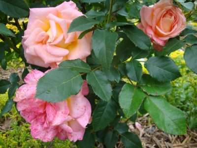 DSC07459.JPG