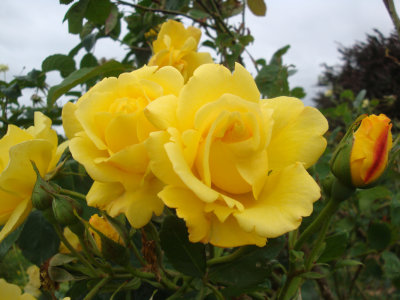 DSC07463.JPG