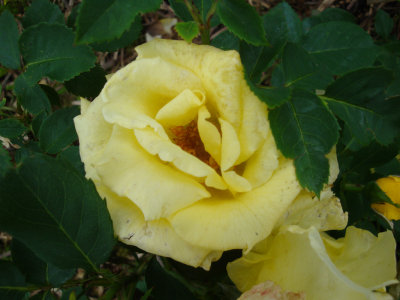 DSC07467.JPG