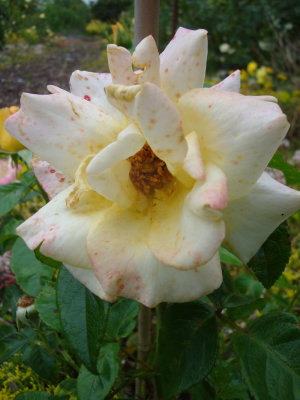 DSC07469.JPG