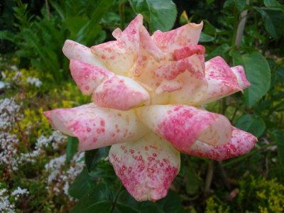 DSC07470.JPG