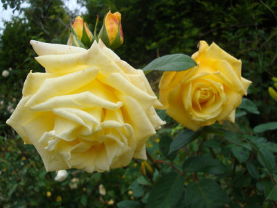 DSC07474.JPG