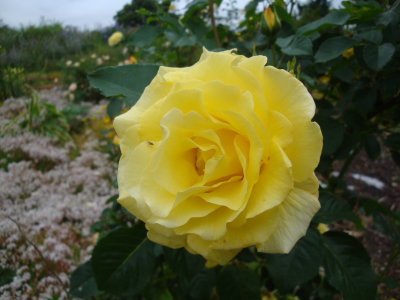 DSC07475.JPG