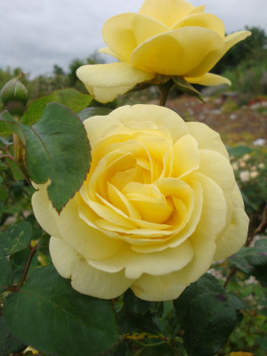 DSC07477.JPG