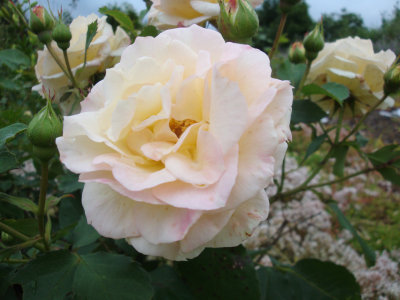 DSC07480.JPG