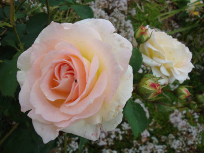 DSC07481.JPG