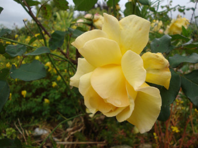 DSC07482.JPG