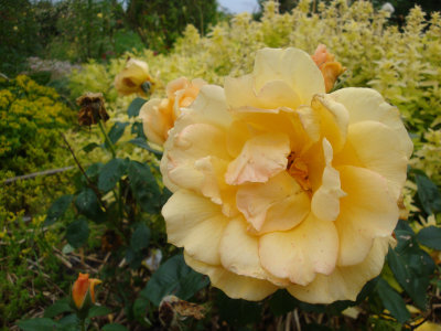 DSC07484.JPG