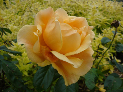 DSC07485.JPG