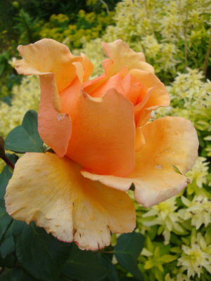 DSC07486.JPG