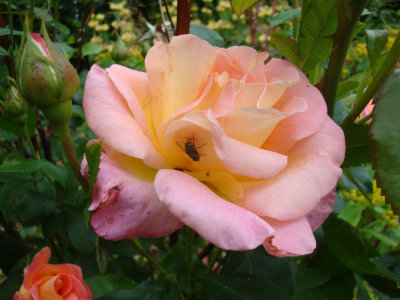 DSC07490.JPG