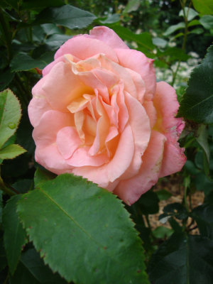 DSC07492.JPG