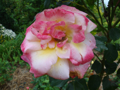DSC07496.JPG