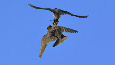 _D8Z0789-r7.jpg