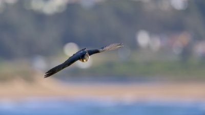 _D8Z1291-r7.jpg