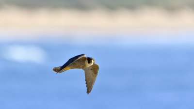 _D8Z1345-r7.jpg