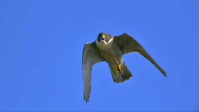 _D8Z1528-r7.jpg