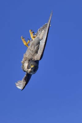 _D8Z1838-r5.jpg