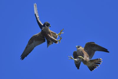 _D8Z4803-r7.jpg