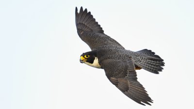 _D8Z6082-r7.jpg