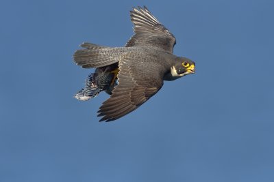_4SN8263-r6.jpg