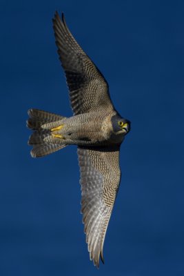 _D8Q6977.jpg