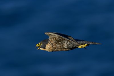 _D8Q7864.jpg