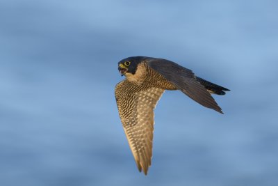 _D8T1494.jpg
