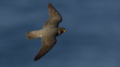 _D8T1447.jpg