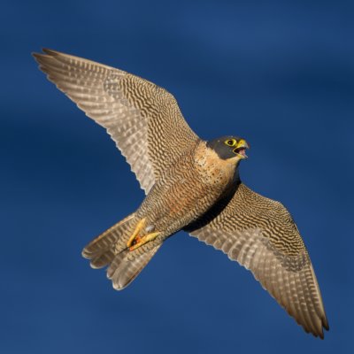_D8T0938.jpg