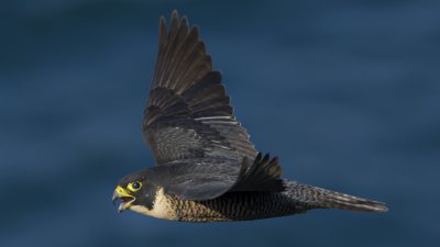 _D8P3308.jpg