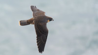 _D8P2072.jpg