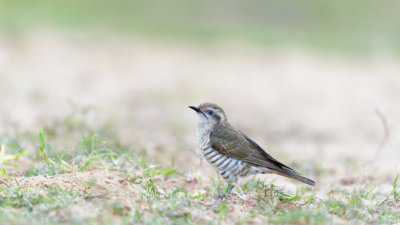 Horsfield's Bronze Cuckoo